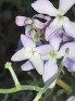 Evening Scented Stock- Matthiola longipetala.jpg